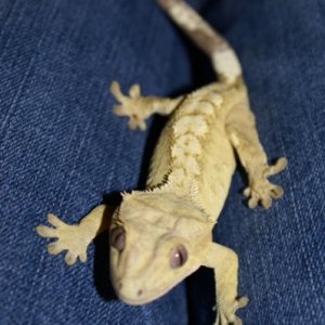 Female crested gecko