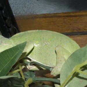 DSC 0055