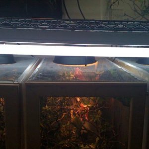 Showing lighting/misting heads