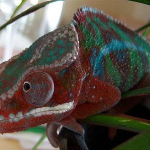 Lucifer in plant