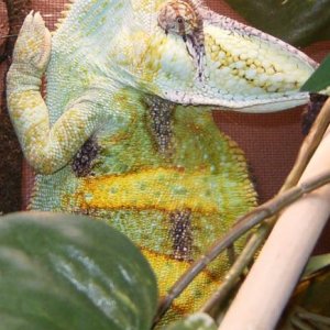 Oggie 270 Grams