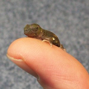 New born male