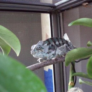 First shed with me. When I went to take a picture, he puffed up and busted right out. Hilarious!

4 months.