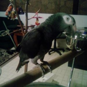 Charlie - 20 yr Timneh African Grey