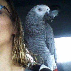 Pepper - 2 yr Congo African Grey