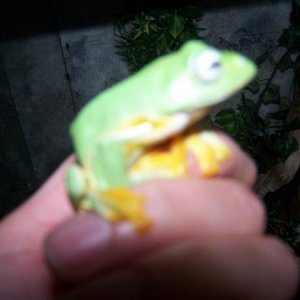 Veit. Blue Tree Frog