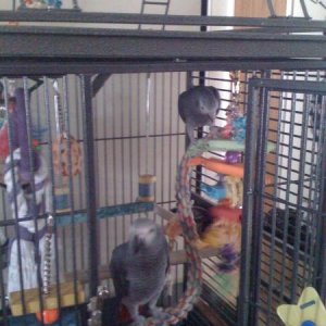 Pepper visiting Sasha in her cage