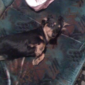 Java - Mini Long hair Daxie