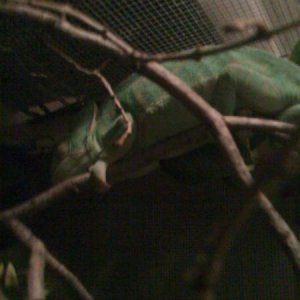 Spaz Sleeping