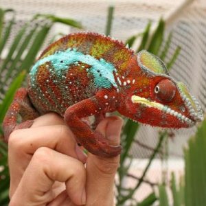 Chameleon company represents all the way to China :)