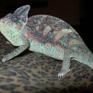 Fred at 6 months, getting some color