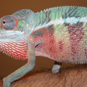 Red Devil