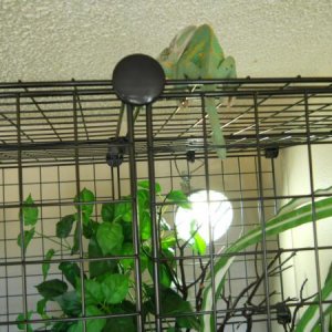 escaping