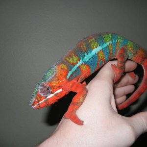 Showing off... Like he always does:)
