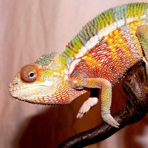 Azazeal 3.5mo
