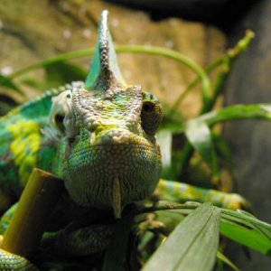 updated reptile photos 322