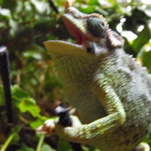 updated reptile photos 132