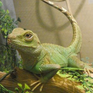 updated reptile photos 328