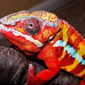 Fuego3jan13