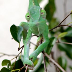 Just a goofy shot of my little green man :)