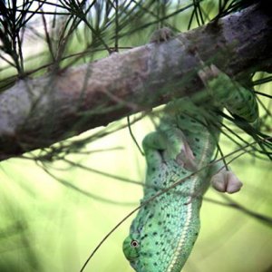 Hanging in a Florida Pine Tree