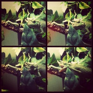 Nova murders a Hornworm.