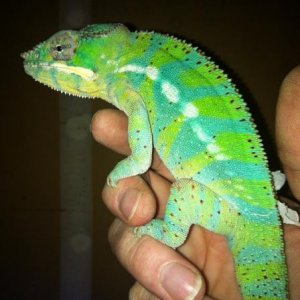 bamm bamm @ 11 months