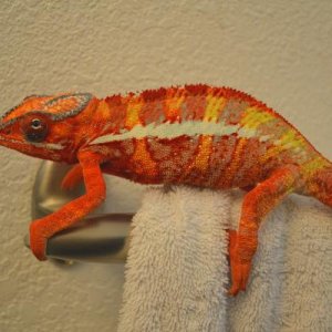 sweetooth6