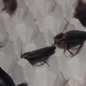 IMAG0056