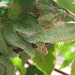 5 1/2 Months Old, almost six. Casque is still a little short, MBD is not so prominent. Very colorful. Went to sleep at around 8:00 before I got the ch
