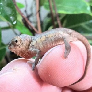 5 week old Ambilobe from red bar yellow body sire, so tiny ;-)