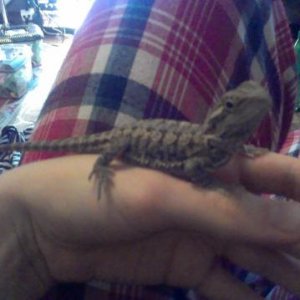 3 months old