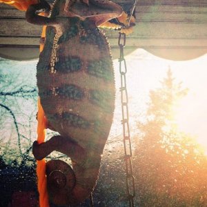 How about getting a little sun tanning?