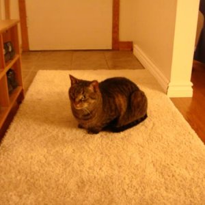 Used to love sitting and watching furniture.  Sadly, that carpet is gone now.  No more sitting for Casey