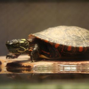 DSC02710