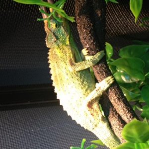 chillin on the vine soaking up the sun