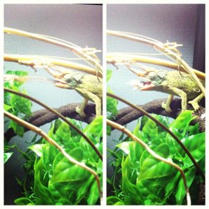 snap shots of him eating  a  cricket