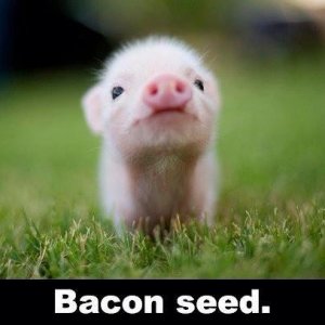 bacon seed