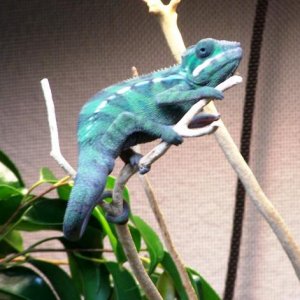 SIR LANCELOT (5 MONTHS OLD)4