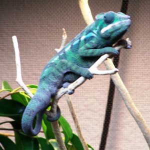 SIR LANCELOT (5 MONTHS OLD)6