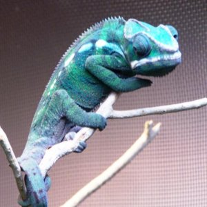 SIR LANCELOT (5 MONTHS OLD)10
