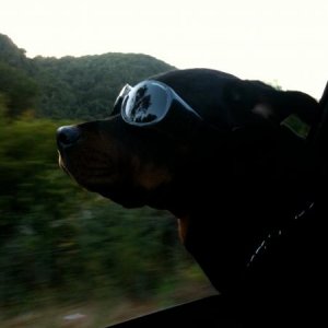 Brody enjoying a ride through wine country with his doggles on.