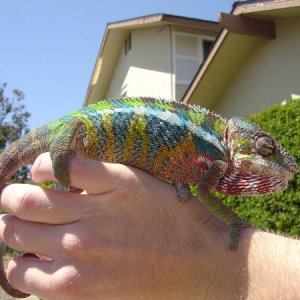 One Handy Cham
6/7/2011