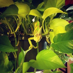 Watching me make breakfast from the hanging Pothos in the kitchen.