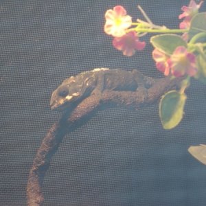 Cautious Perch
Jan 2011