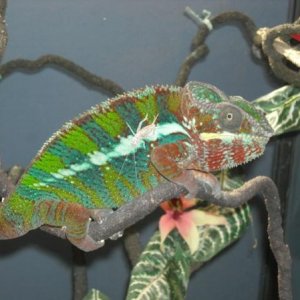 Cricket Badge
Oct 2011