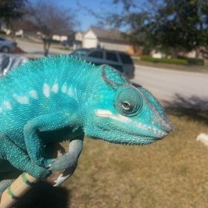 nosy bob