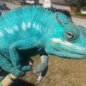 nosy bob