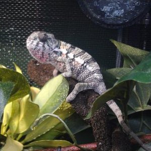 Baby Dexter Basking