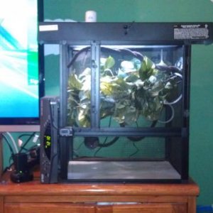 The first day of setting up his cage